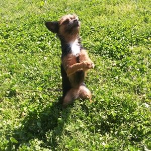 My little girl Mercy and her brother Bowie papi and kitty😔💓💓💓💓my babys